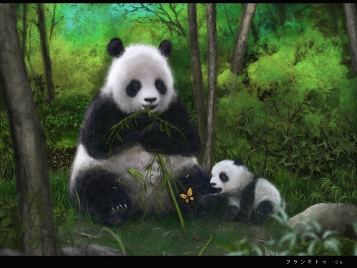 Save the Giant Panda